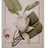 Pierre-Joseph Redouté, Magnolia macrophylla, 1811, potlood en aquarel op velijn,