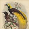 Paradijsvogels in cultuur en natuur