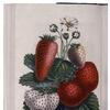 Charles Marren, La Belgique Horticole, Jornal des Jardins, des serres et des vergers, Luik, 1851-1885.