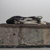 De Bruyckere voor Musea Brugge