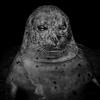Oog in oog met dieren - Seeing Animals van Elliot Ross