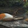 Gedeelde woede in Kapel Rozenkrans