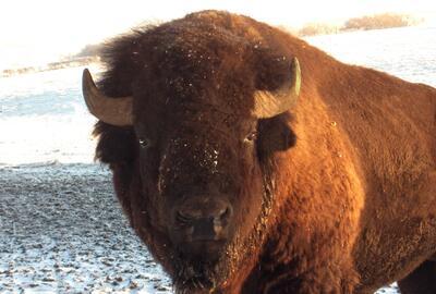 La Ferme des Bisons