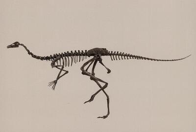 Museum voor Natuurwetenschappen - De Janletzaal, een vleugel van licht voor de dinosauriërs
