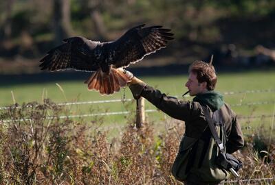 Kris met roofvogel