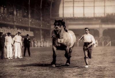 De trekpaarden werden gekeurd tijdens het Nationaal Kampioenschap in Brussel onder grote en koninklijke belangstelling, Trekpaard,