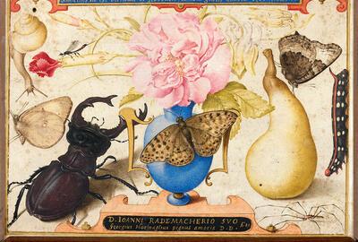 Joris Hoefnagel, Bloemenvaas – Vriendschapsminiatuur opgedragen aan Johannes Radermacher, 1589, perkament, Bloemstilleven,