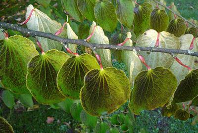 Plantentuin Meise