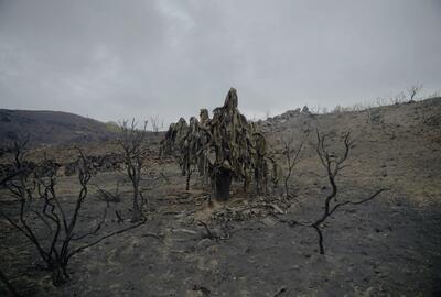 Frank Theys - Chronicle of an Extinction Foretold 