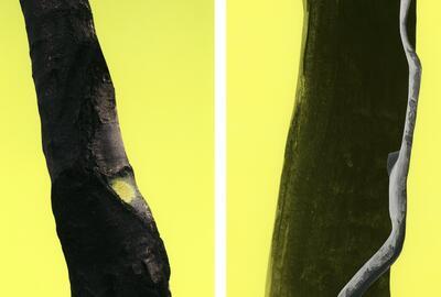 Zoé van der Haegen .Serie ARBRES-TRONCS 