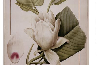 Pierre-Joseph Redouté, Magnolia macrophylla, 1811, potlood en aquarel op velijn,