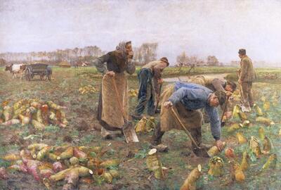 Emile Claus, De Bietenoogst