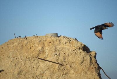 Tristrams Starling on a ruin near the Dead Sea. Courtesy de kunstenaars