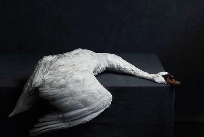 Stephan Vanfleteren, Swan, nature morte, 2016 © Stephan Vanfleteren