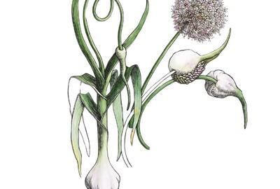 Een wereld in bloei. Botanische meesterwerken – Belgian finest 