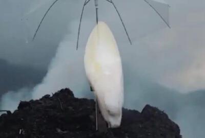 Grégoire Motte, WITLOOF AU PAYS DE GEX, apparition holographiquede, Witloof dans un champ face au Mont-Blanc, BERMUDA Sergy Fr.