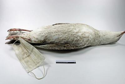 Het beeld Mondkapmeeuw