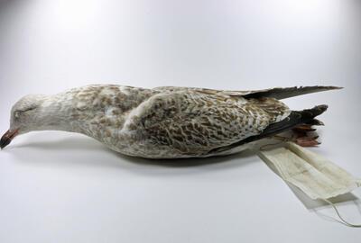 Mondkapmeeuw, 2021, Het Natuurhistorisch Museum, Rotterdam