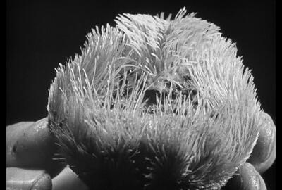 Jean Painlevé, Les Oursins, 1928