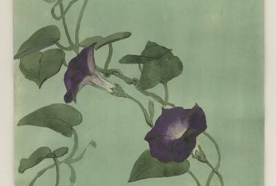 Alfred Ost, Dagbloem, PK MT 13922, Collectie Stad Antwerpen, Museum Plantin Moretus