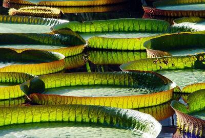 De Chemie van Licht: fotosynthese