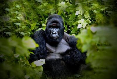 Virunga park